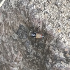 Maratus pavonis at Stromlo, ACT - 21 Jan 2023