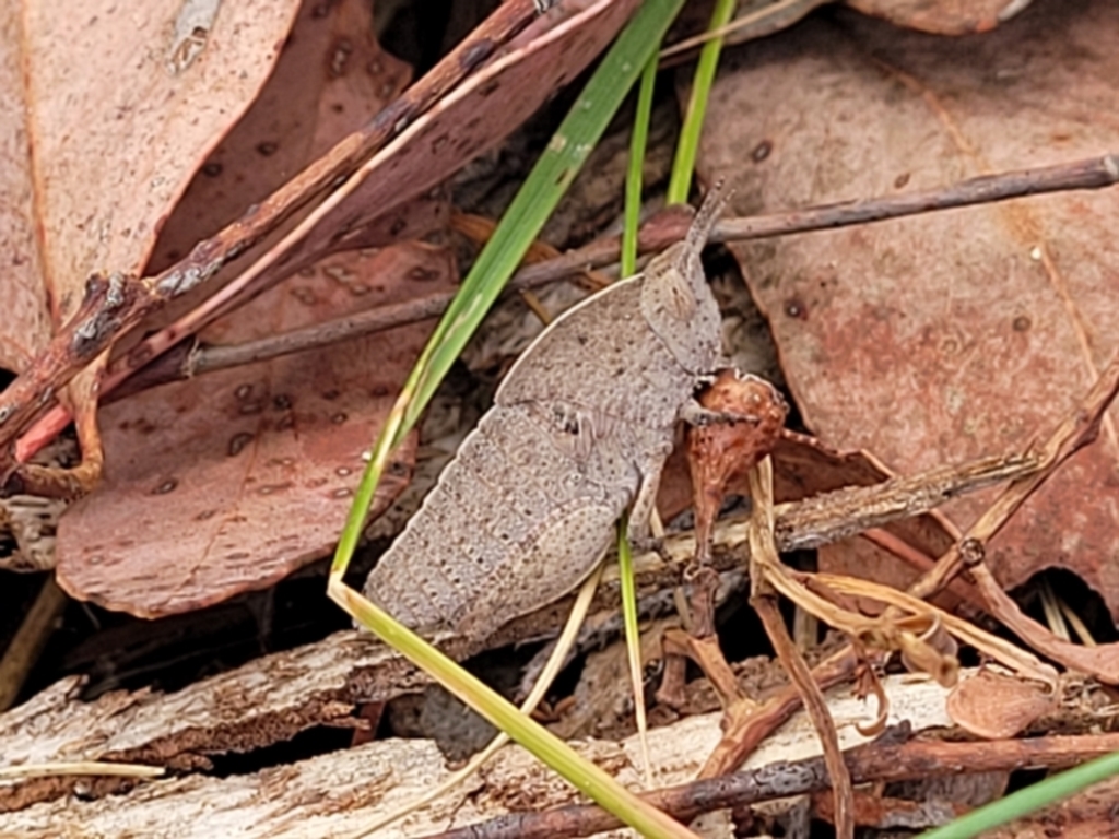 Goniaea australasiae at Carwoola, NSW - 21 Jan 2023