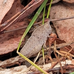 Goniaea australasiae (Gumleaf grasshopper) at Carwoola, NSW - 20 Jan 2023 by trevorpreston