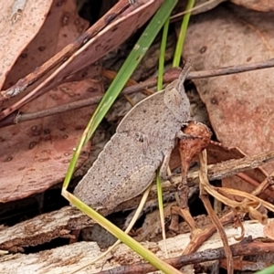 Goniaea australasiae at Carwoola, NSW - 21 Jan 2023