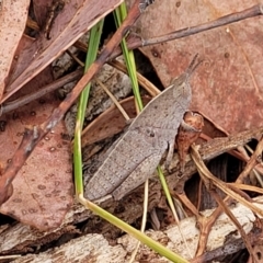 Goniaea australasiae at Carwoola, NSW - 21 Jan 2023