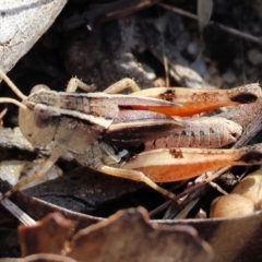 Phaulacridium vittatum (Wingless Grasshopper) at Wodonga, VIC - 21 Jan 2023 by KylieWaldon