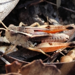 Phaulacridium vittatum (Wingless Grasshopper) at Wodonga, VIC - 20 Jan 2023 by KylieWaldon