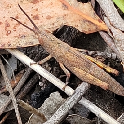 Pardillana limbata (Common Pardillana) at Wanna Wanna Nature Reserve - 20 Jan 2023 by trevorpreston