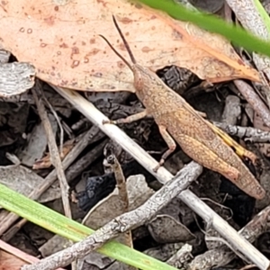 Pardillana limbata at Carwoola, NSW - 21 Jan 2023