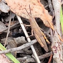 Pardillana limbata at Carwoola, NSW - 21 Jan 2023