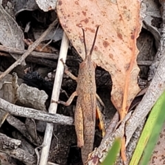 Pardillana limbata at Carwoola, NSW - 21 Jan 2023