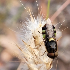 Odontomyia hunteri at Carwoola, NSW - 21 Jan 2023