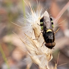 Odontomyia hunteri at Carwoola, NSW - 21 Jan 2023 10:17 AM