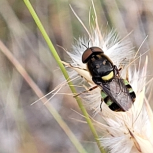 Odontomyia hunteri at Carwoola, NSW - 21 Jan 2023 10:17 AM