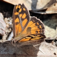 Geitoneura klugii (Marbled Xenica) at Wodonga, VIC - 21 Jan 2023 by KylieWaldon