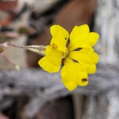 Goodenia hederacea subsp. hederacea (Ivy Goodenia, Forest Goodenia) at Carwoola, NSW - 20 Jan 2023 by trevorpreston