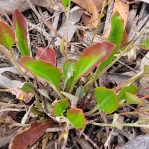 Goodenia hederacea subsp. hederacea at Carwoola, NSW - 21 Jan 2023