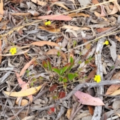 Goodenia hederacea subsp. hederacea at Carwoola, NSW - 21 Jan 2023