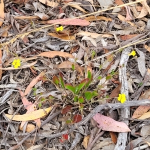 Goodenia hederacea subsp. hederacea at Carwoola, NSW - 21 Jan 2023 09:55 AM