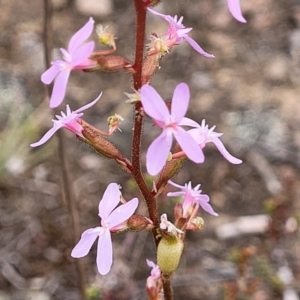 Stylidium graminifolium at Carwoola, NSW - 21 Jan 2023