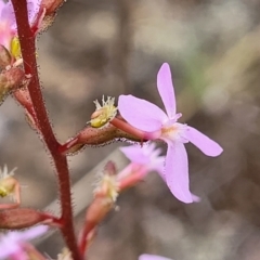 Stylidium graminifolium at Carwoola, NSW - 21 Jan 2023