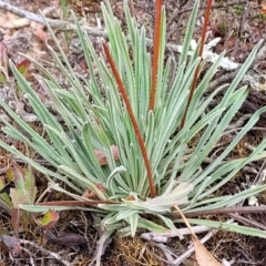 Stylidium graminifolium at Carwoola, NSW - 21 Jan 2023 09:55 AM