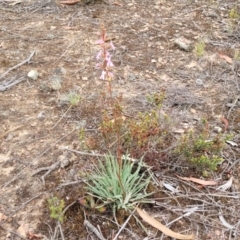 Stylidium graminifolium at Carwoola, NSW - 21 Jan 2023 09:55 AM