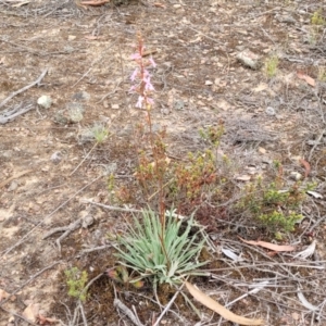 Stylidium graminifolium at Carwoola, NSW - 21 Jan 2023