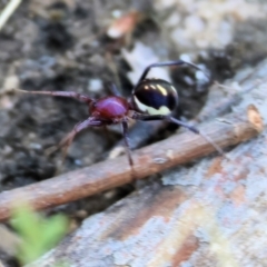 Habronestes bradleyi (Bradley's Ant-Eating Spider) at Wodonga - 20 Jan 2023 by KylieWaldon