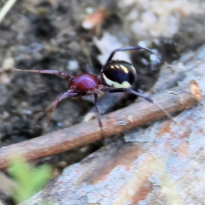 Habronestes bradleyi (Bradley's Ant-Eating Spider) at Wodonga, VIC - 21 Jan 2023 by KylieWaldon