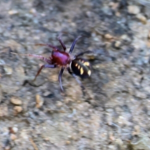 Habronestes bradleyi at Wodonga, VIC - 21 Jan 2023