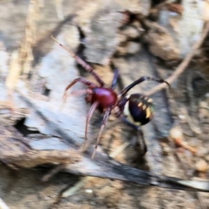 Habronestes bradleyi at Wodonga, VIC - 21 Jan 2023