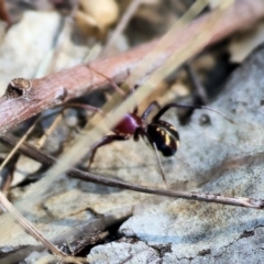 Habronestes bradleyi at Wodonga, VIC - 21 Jan 2023