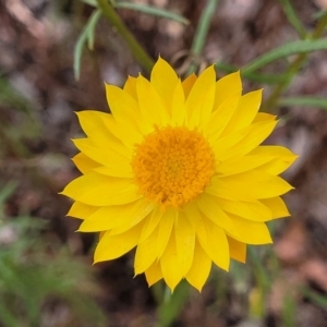 Xerochrysum viscosum at Carwoola, NSW - 21 Jan 2023