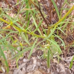 Xerochrysum viscosum at Carwoola, NSW - 21 Jan 2023 09:54 AM