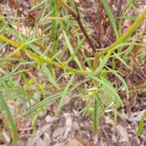 Xerochrysum viscosum at Carwoola, NSW - 21 Jan 2023