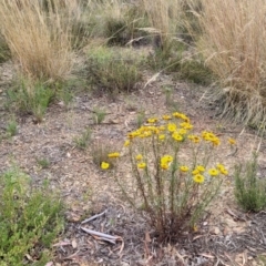 Xerochrysum viscosum at Carwoola, NSW - 21 Jan 2023