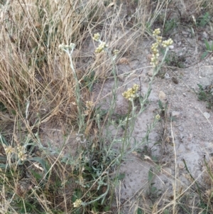 Pseudognaphalium luteoalbum at Fadden, ACT - 21 Jan 2023 06:40 AM