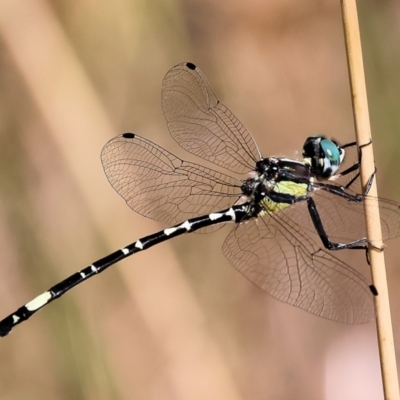 Parasynthemis regina (Royal Tigertail) at WREN Reserves - 21 Jan 2023 by KylieWaldon