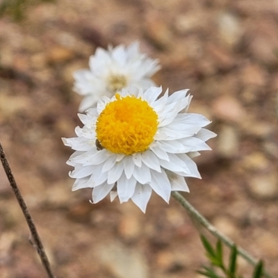 Leucochrysum albicans subsp. tricolor (Hoary Sunray) at Carwoola, NSW - 20 Jan 2023 by trevorpreston