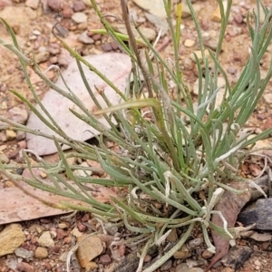 Leucochrysum albicans subsp. tricolor at Carwoola, NSW - 21 Jan 2023