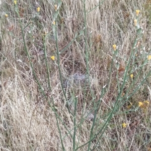 Chondrilla juncea at Fadden, ACT - 21 Jan 2023