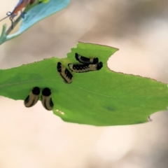 Paropsis atomaria (Eucalyptus leaf beetle) at Wodonga, VIC - 20 Jan 2023 by KylieWaldon