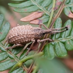 Leptopius sp. (genus) (A weevil) at Jerrawangala National Park - 20 Jan 2023 by RobG1