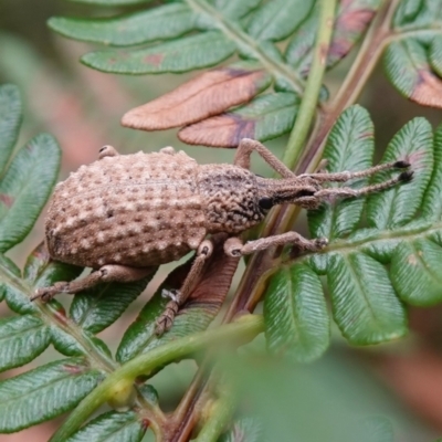 Leptopius sp. (genus) (A weevil) at Jerrawangala, NSW - 20 Jan 2023 by RobG1