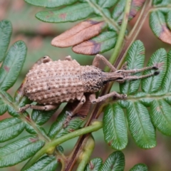 Leptopius sp. (genus) at suppressed - 20 Jan 2023