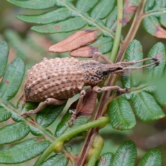 Leptopius sp. (genus) at suppressed - 20 Jan 2023