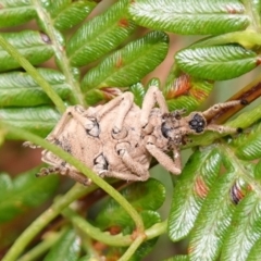 Leptopius sp. (genus) at suppressed - 20 Jan 2023