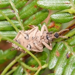 Leptopius sp. (genus) at suppressed - suppressed