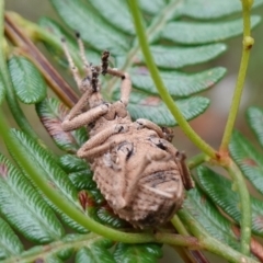 Leptopius sp. (genus) at suppressed - 20 Jan 2023