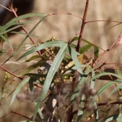 Brachychiton populneus (Kurrajong) at Wodonga, VIC - 21 Jan 2023 by KylieWaldon