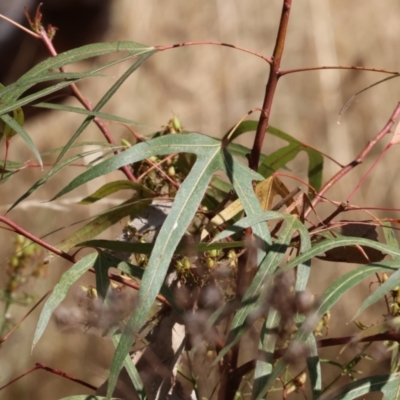 Brachychiton populneus (Kurrajong) at Wodonga - 20 Jan 2023 by KylieWaldon