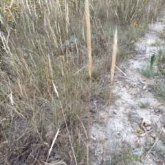 Dichelachne micrantha (Short-Haired Plume Grass) at Fadden, ACT - 20 Jan 2023 by KumikoCallaway