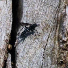 Turneromyia sp. (genus) (Zebra spider wasp) at Wodonga - 20 Jan 2023 by KylieWaldon